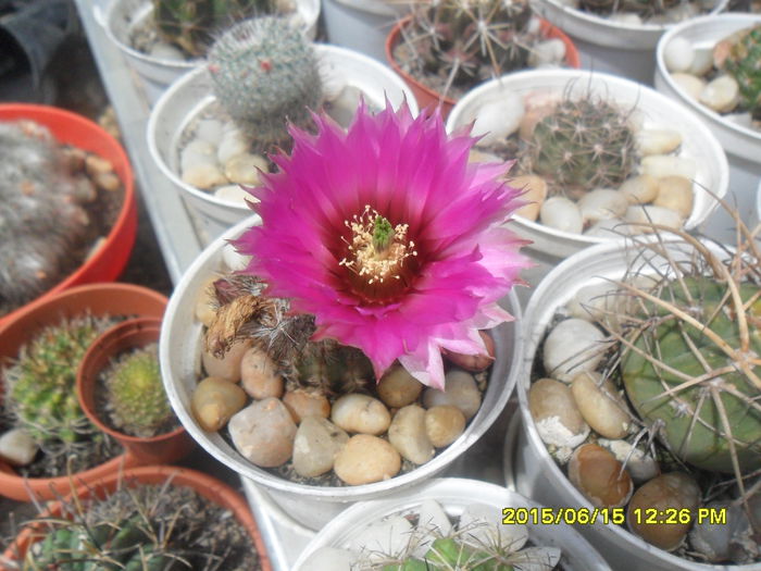 SAM_0204