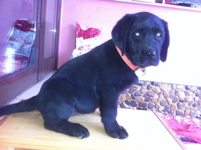 image - ATHENA-Labrador Retriever