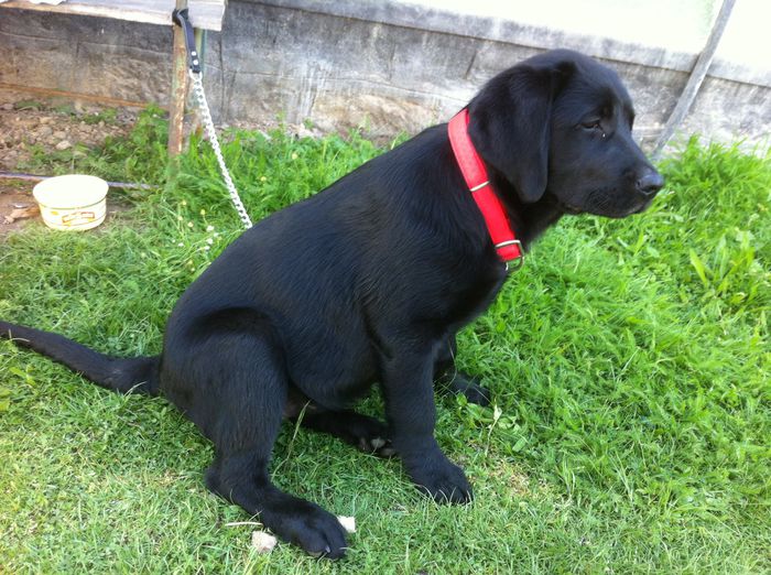 image - ATHENA-Labrador Retriever