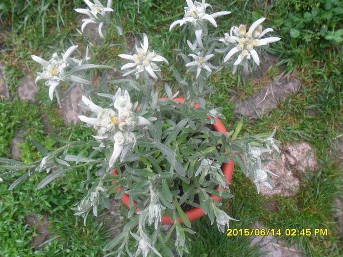 SAM_0189 - Regina muntilor floare de colt