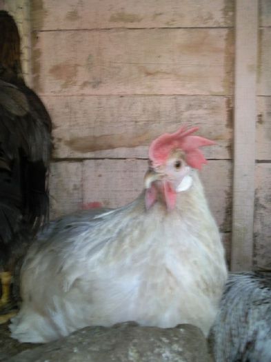 Photo117 - 08-Italiana perlata