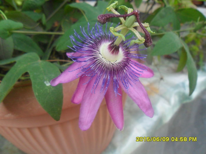 SAM_0085 - Passiflora 2015