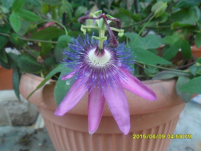 SAM_0086 - Passiflora 2015