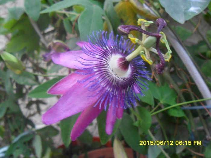 SAM_0146 - Passiflora 2015
