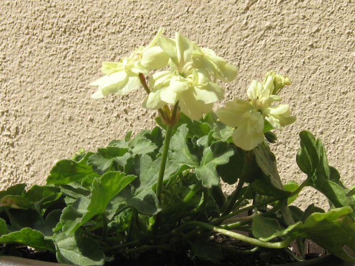 Pierduta
