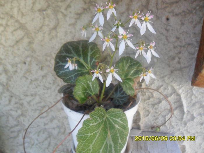 SAM_0061 - Saxifraga