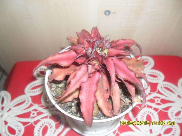 SAM_0195 - Cryptanthus bivittatus