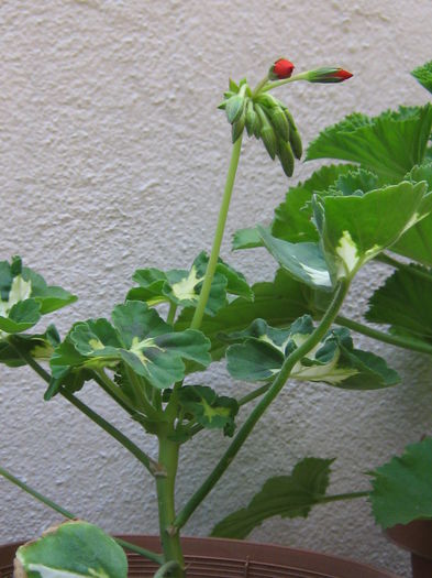 Pierduta
