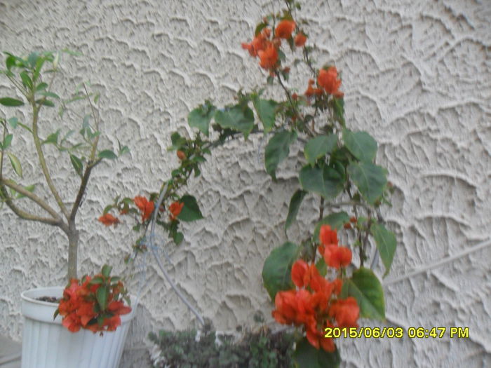 SAM_9994 - Bouganvillea