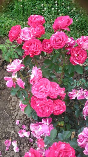 DSC_1138 - TRANDAFIRI 2015 II