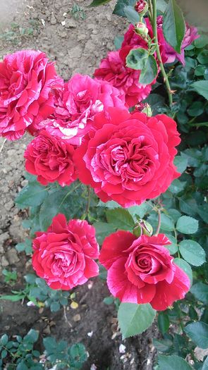 DSC_1145 - TRANDAFIRI 2015 II