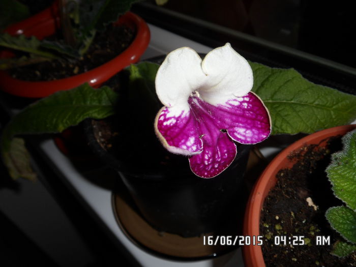 harlequin ruby - streptocarpus 2015