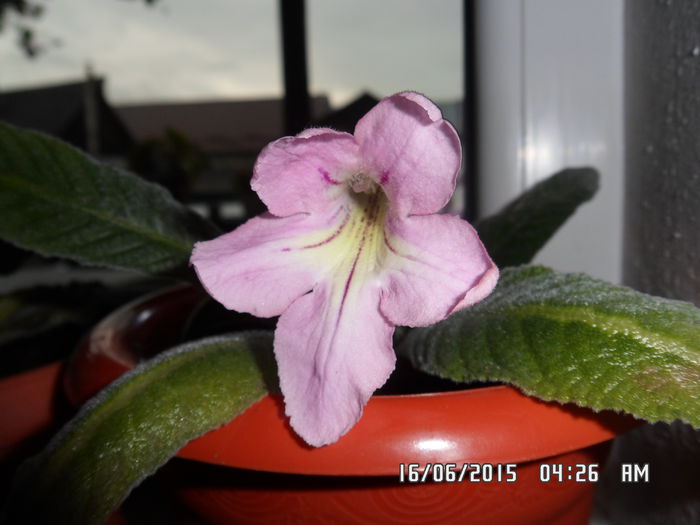 CF nefertiti RU - streptocarpus 2015