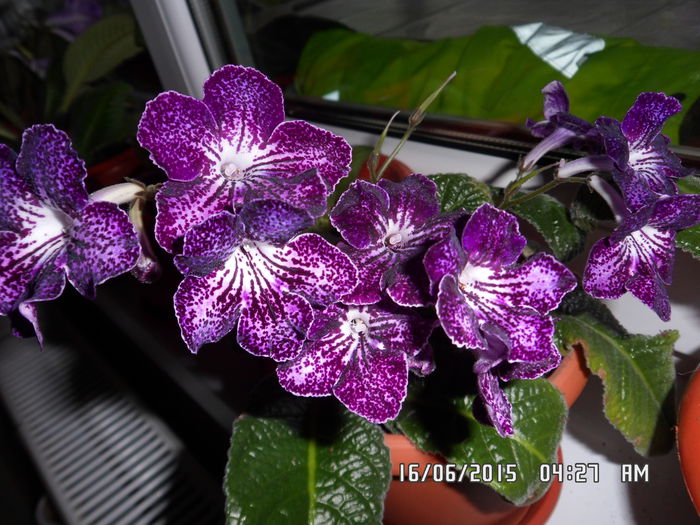 SAM_2860 - streptocarpus 2015