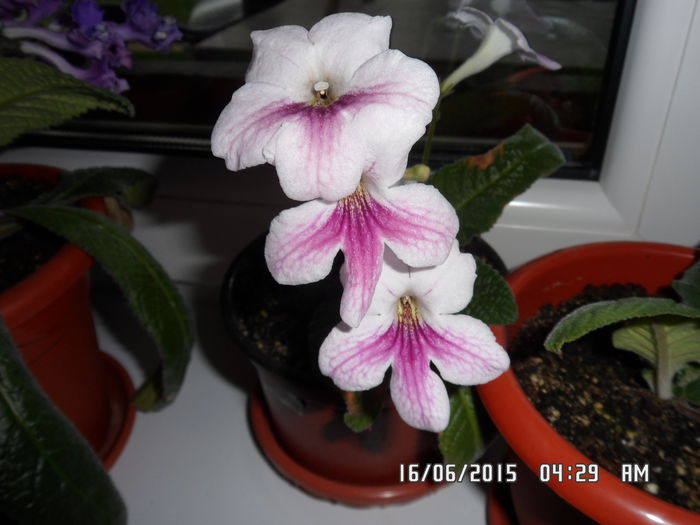 SAM_2865 - streptocarpus 2015