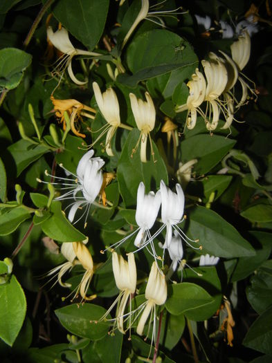 Lonicera japonica (2015, June 08)