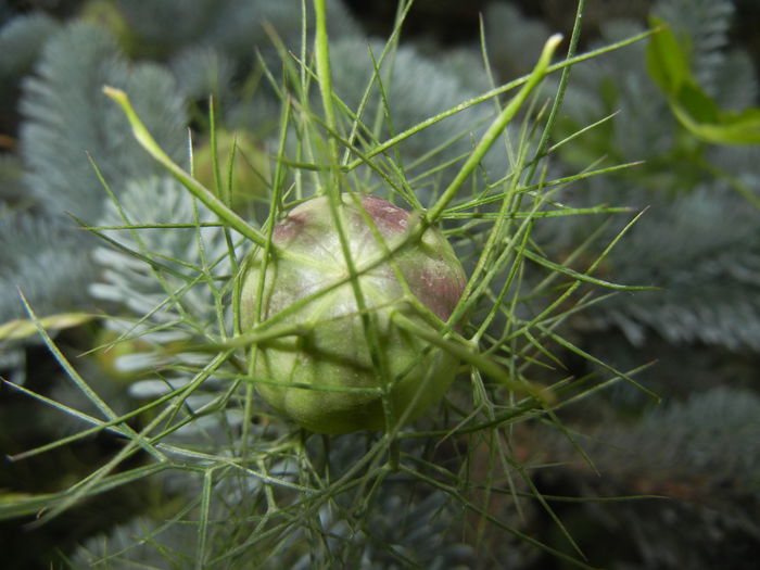 Nigella damascena (2015, June 10) - NIGELLA Damascena