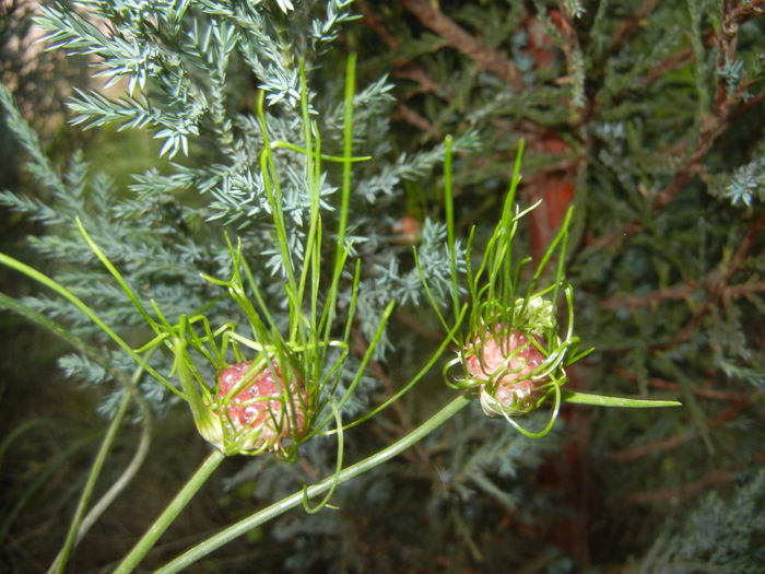 Allium Hair (2015, June 10) - Allium vineale Hair