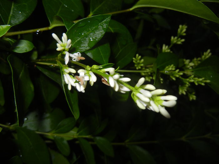 Ligustrum vulgare (2015, June 10) - LIGUSTRUM Vulgare_Wild Privet