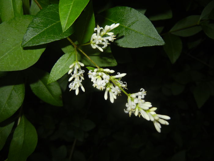 Ligustrum vulgare (2015, June 11) - LIGUSTRUM Vulgare_Wild Privet