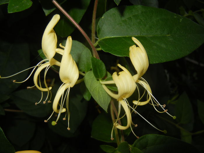 Lonicera japonica (2015, June 12) - LONICERA Japonica