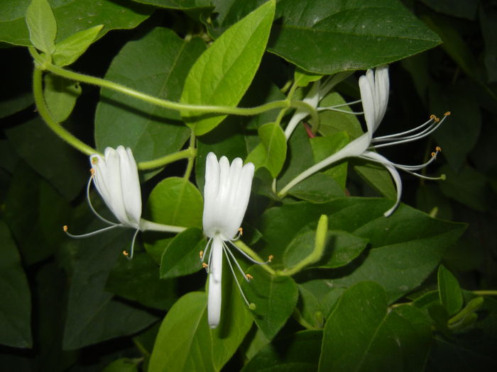 Lonicera japonica (2015, June 12) - LONICERA Japonica