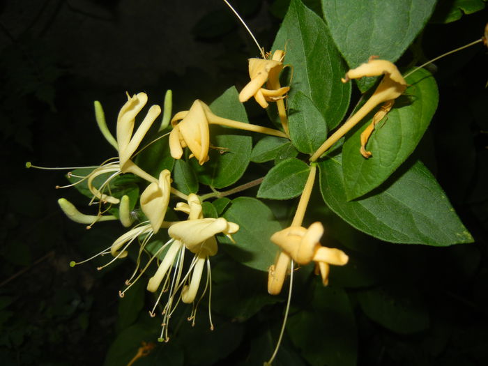 Lonicera japonica (2015, June 12) - LONICERA Japonica