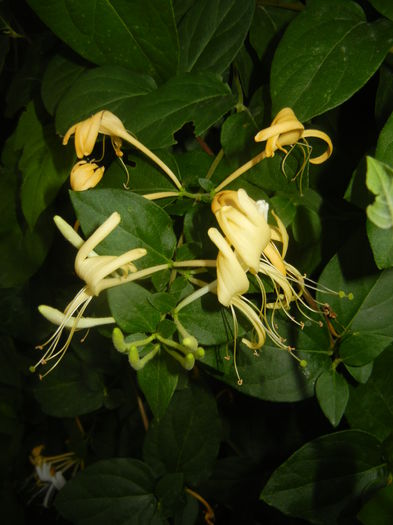 Lonicera japonica (2015, June 12)