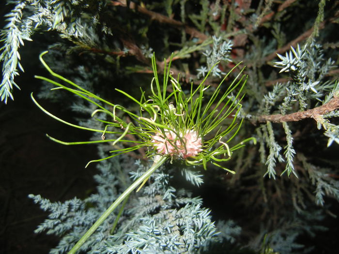 Allium Hair (2015, June 12)