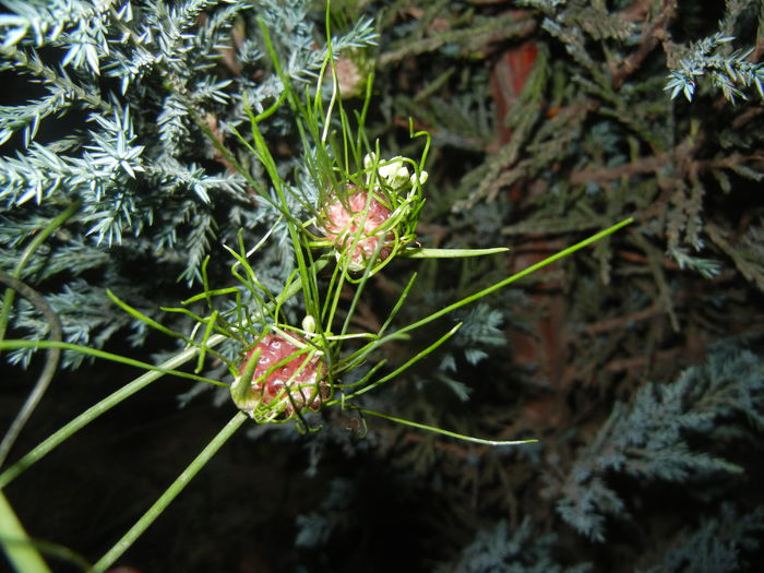 Allium Hair (2015, June 12) - Allium vineale Hair