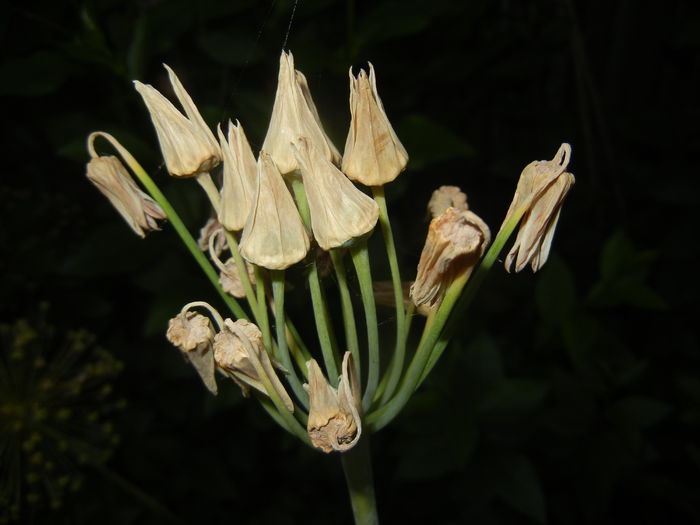 Allium siculum (2015, June 12)