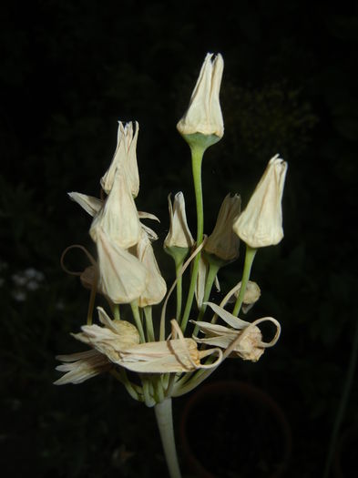 Allium siculum (2015, June 12)