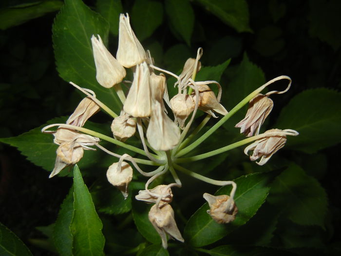 Allium siculum (2015, June 12)