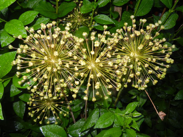 Allium Purple Sensation (2015, June 12) - Allium aflatunense Purple