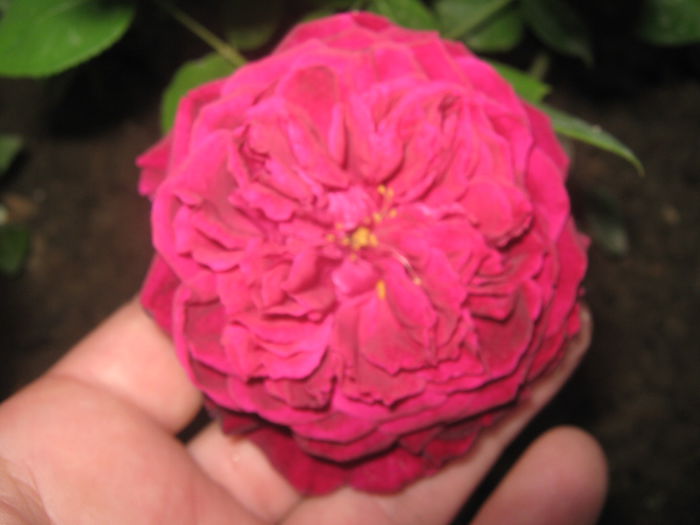 Picture My plants 3603