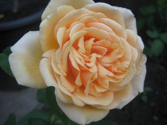 Picture My plants 3604