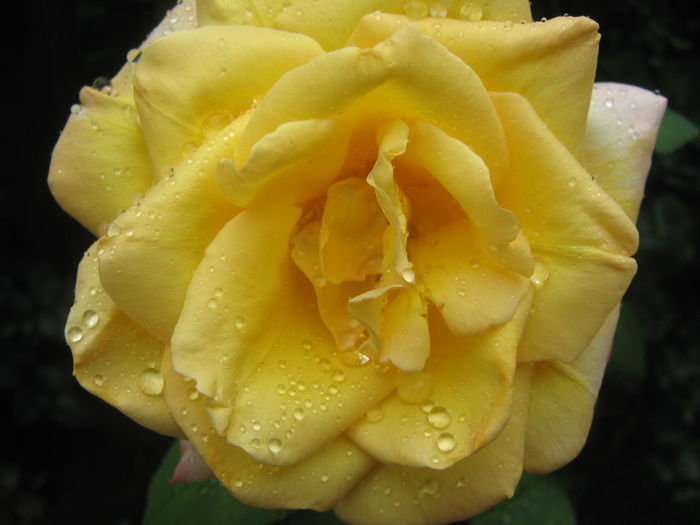 Picture My plants 3605