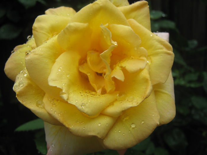 Picture My plants 3606