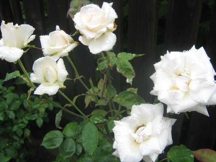 Picture My plants 3607