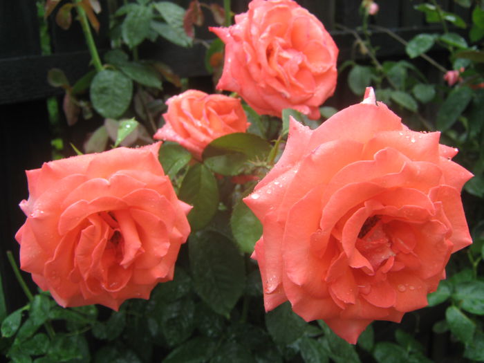 Picture My plants 3608