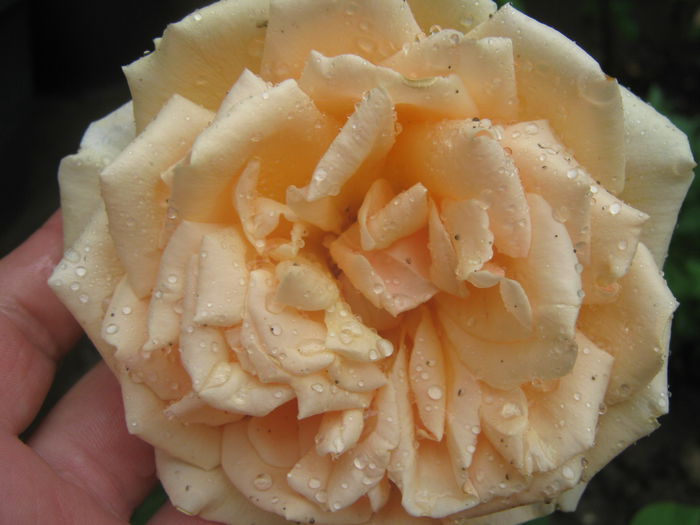 Picture My plants 3614