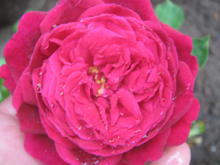 Picture My plants 3615