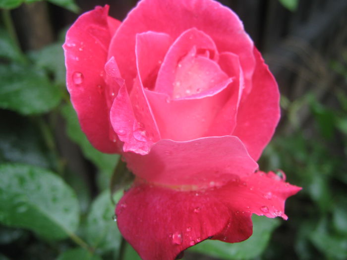 Picture My plants 3616