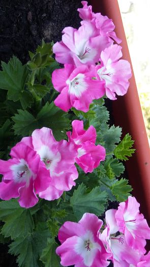 20150613_164637 - Muscata Bermuda Pink 2017