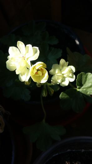 20150613_164734 - Muscata First Yellow