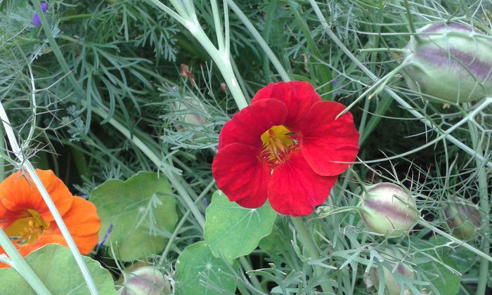 006; kapuzinerkresse sau tropaeolum majus

