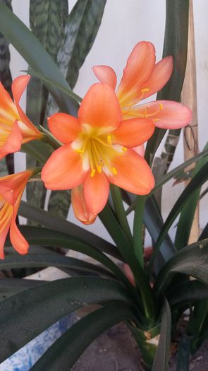 20150608_090851 - Clivia Orange