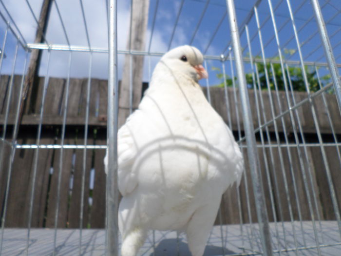 MASCUL