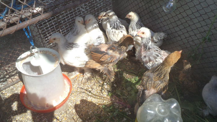 tineret sperante iunie 2015