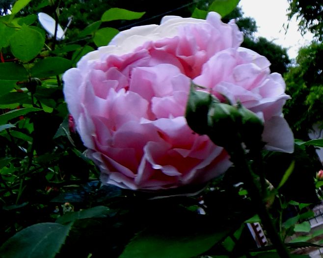 DSC01910 - Cottage Rose
